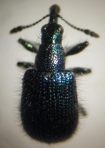 Réf. 270 589 : Involvulus caeruleus